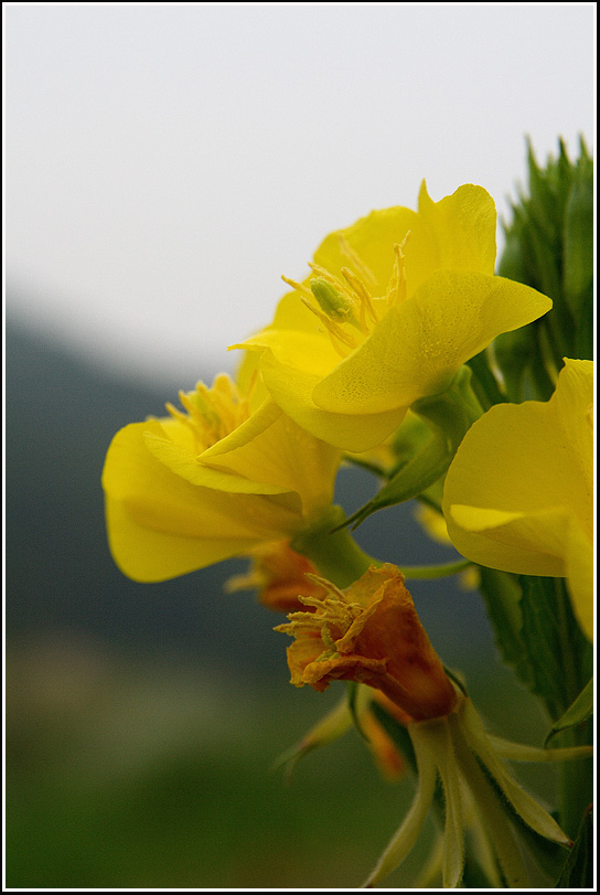 C_4-달맞이꽃0506.jpg