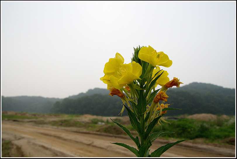 C_4-달맞이꽃0505.jpg
