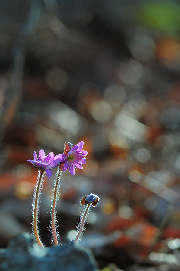 DSC_3745.jpg