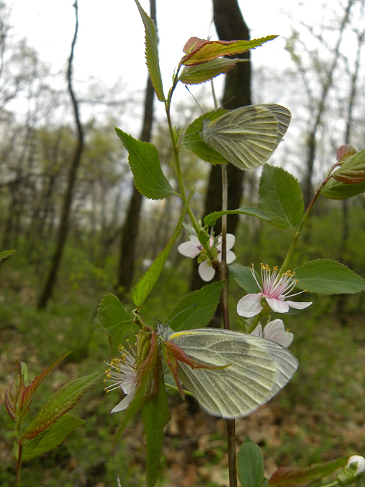 DSCN1362.jpg