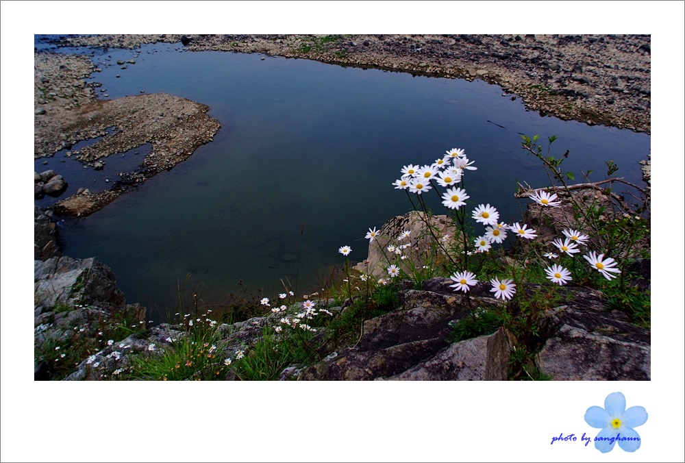 구절초-4.JPG