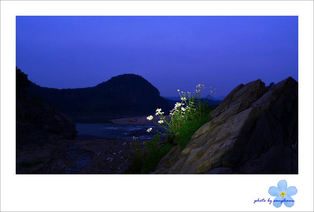구절초-.JPG