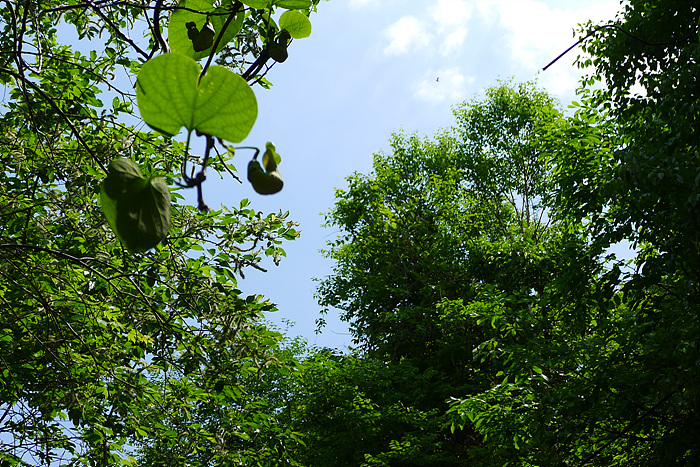 L1000360.jpg