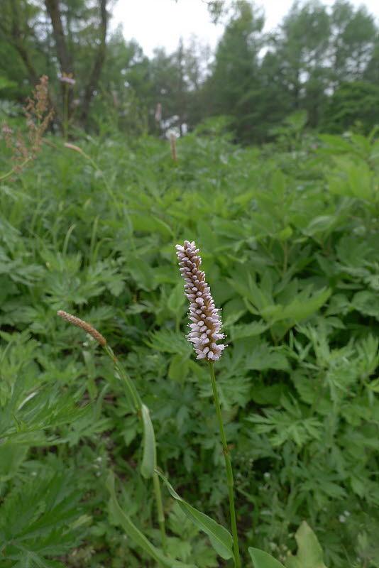 20120609-L1000816.jpg