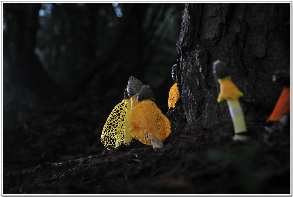 DSC_5465.jpg
