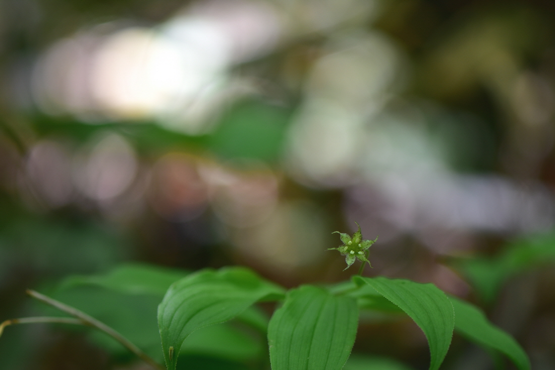 DSC_4156.JPG