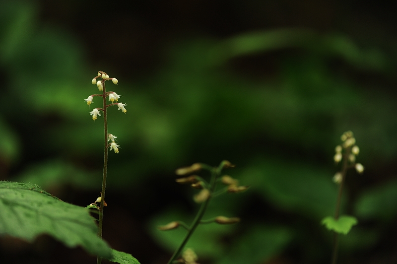 DSC_9470.JPG
