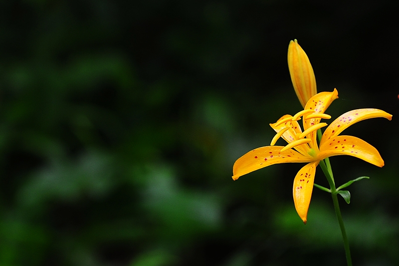 DSC_4117.JPG