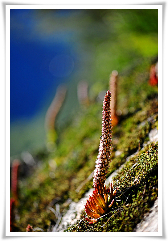 DSC_5451-1.jpg