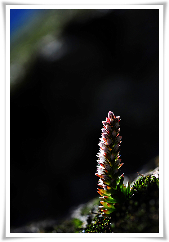 DSC_5529-1.jpg