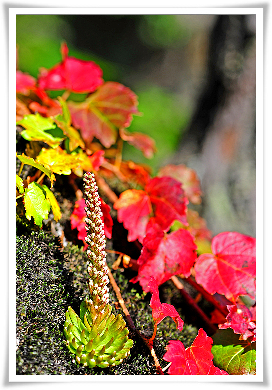 DSC_5508-1.jpg