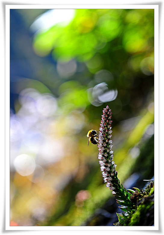 DSC_5465-1.jpg