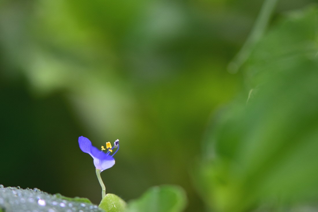 DSC_7034.JPG