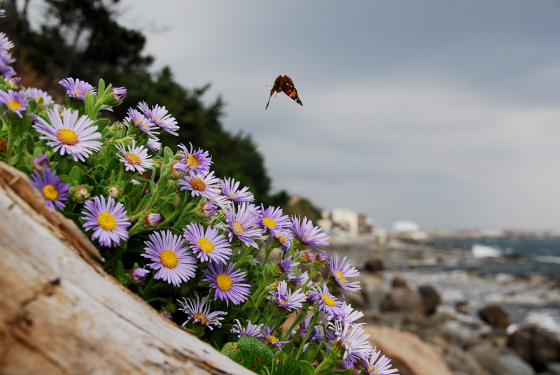 smflower23 078.jpg