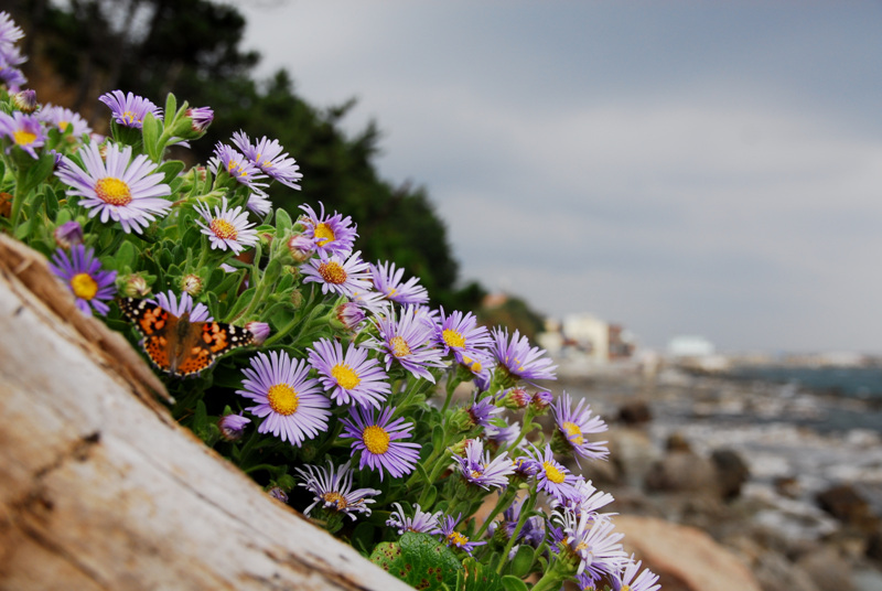 smflower23 076.jpg