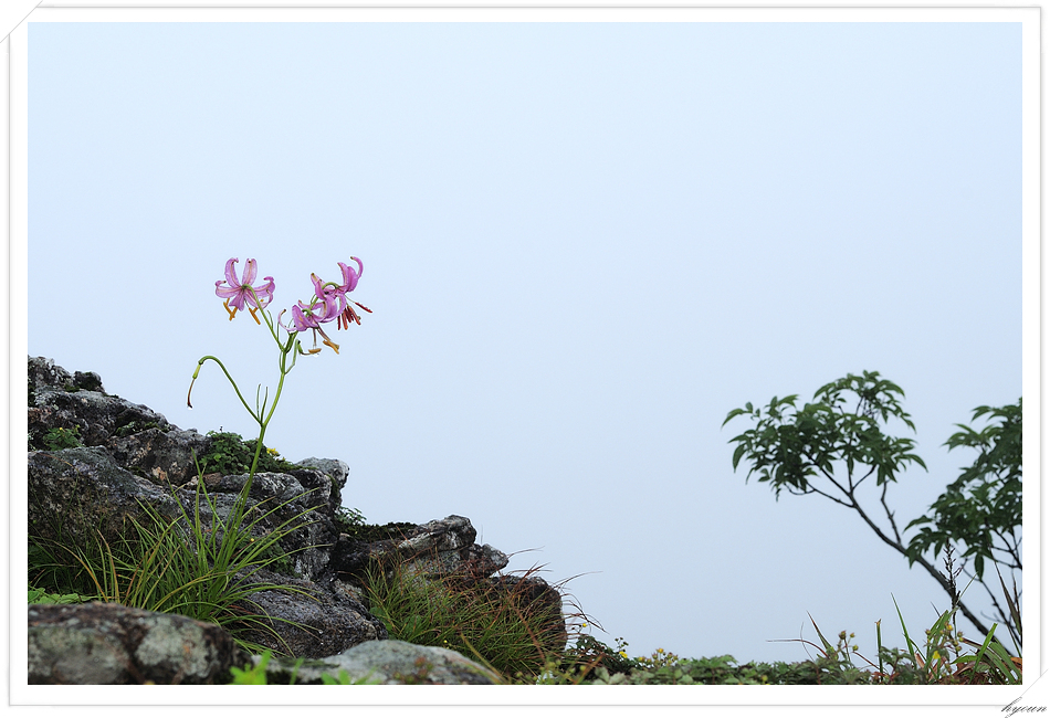 솔나리_8257.jpg