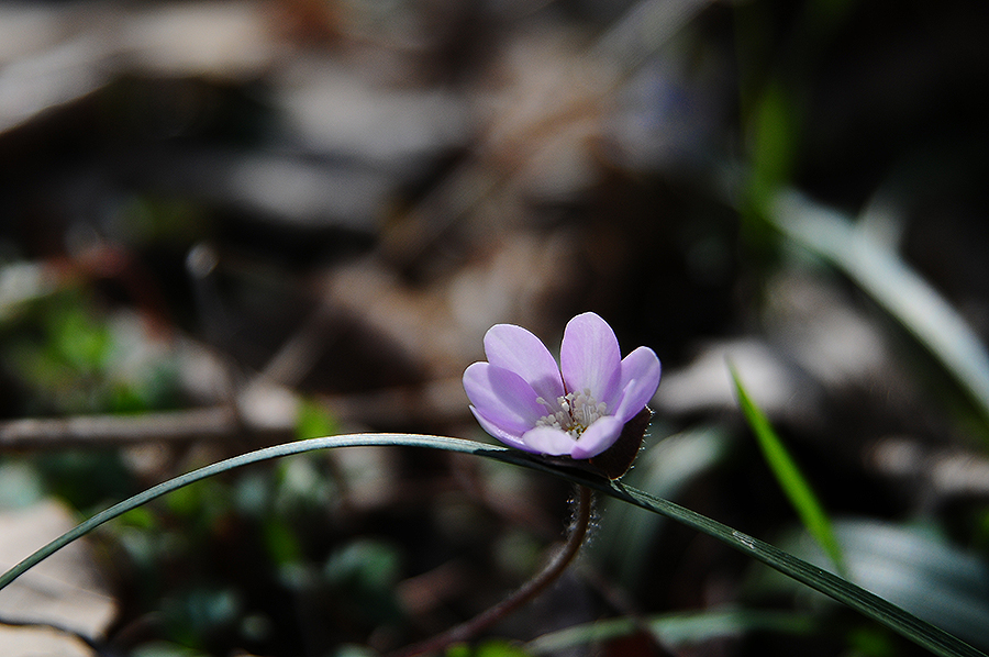 DSC_207.jpg