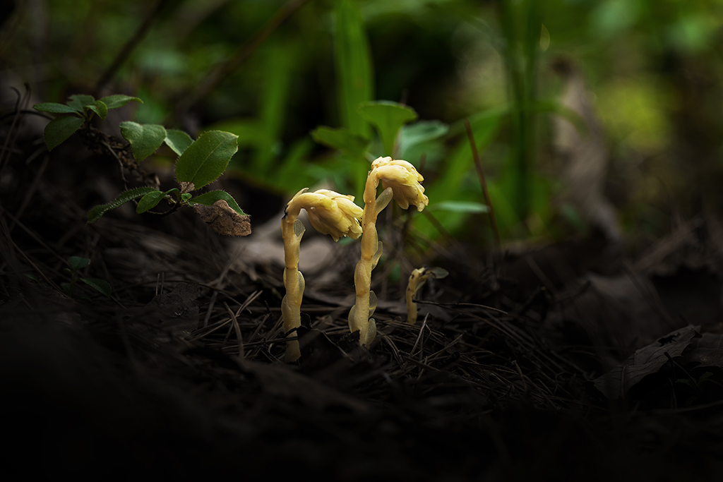 5A7A0601.psd-1.jpg