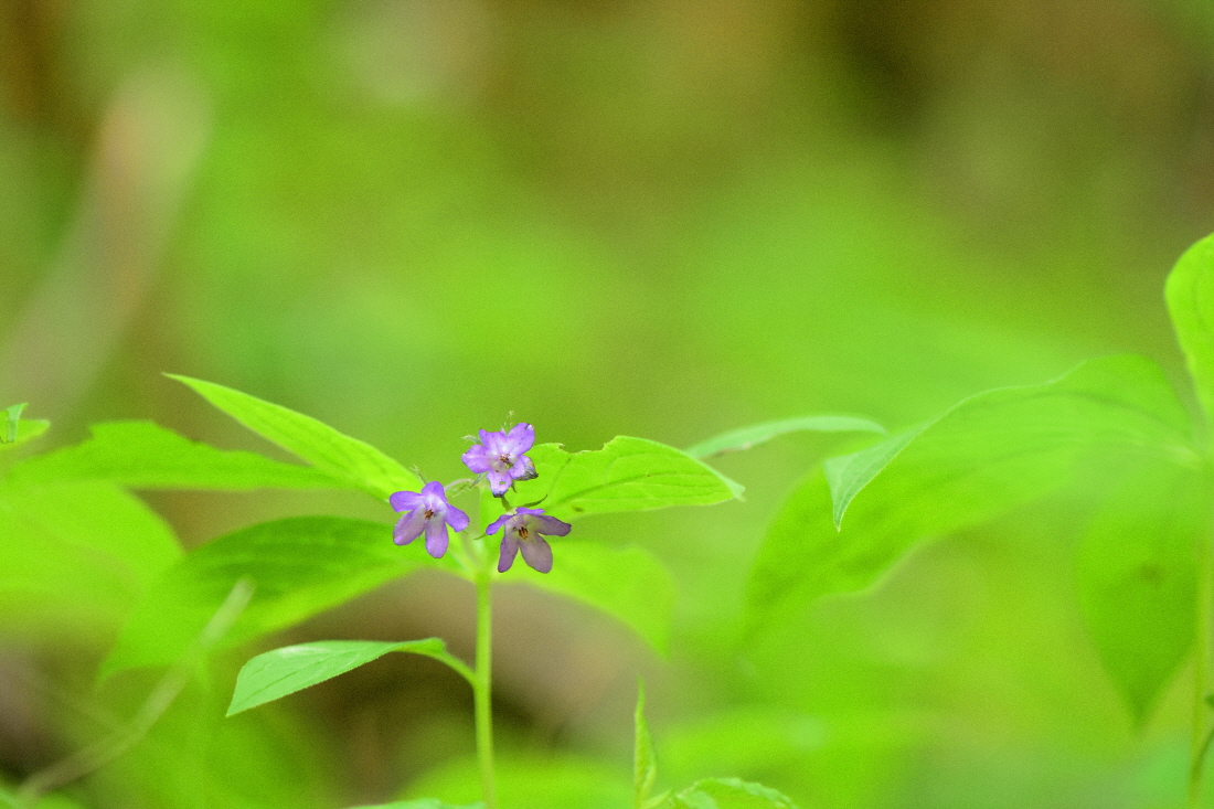 DSC_0506.JPG