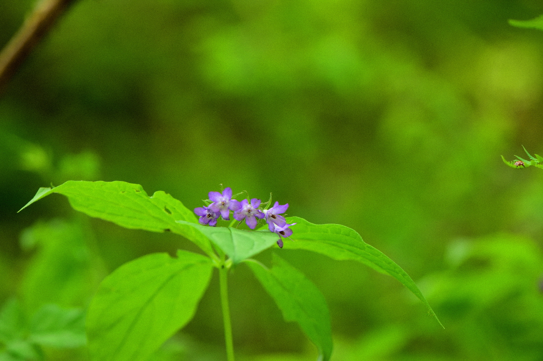 DSC_0497.JPG