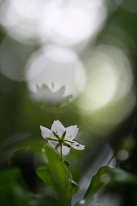 20090606 596.jpg