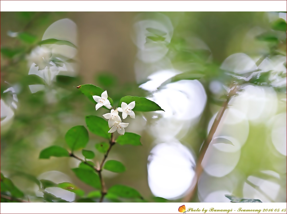 수정목돈네코_8112.JPG