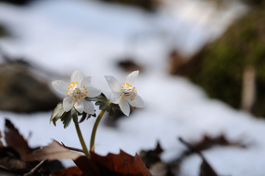 DSC_7880.jpg