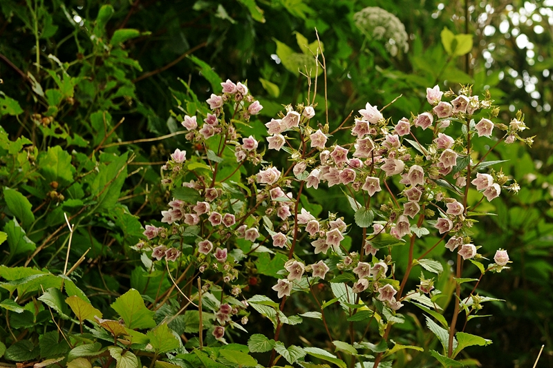 DSC_9151.JPG
