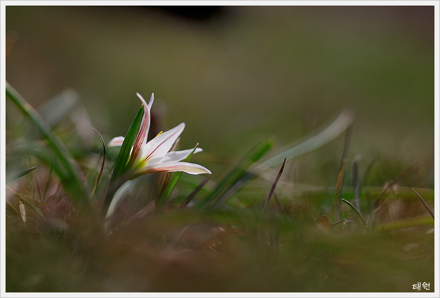 산자고009.jpg