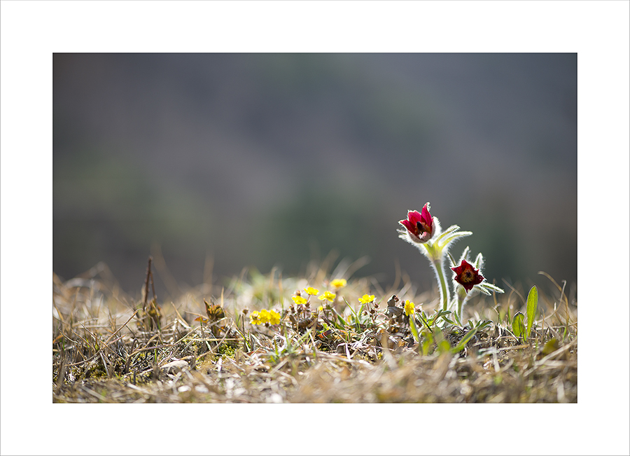 DSC_8790-1.jpg