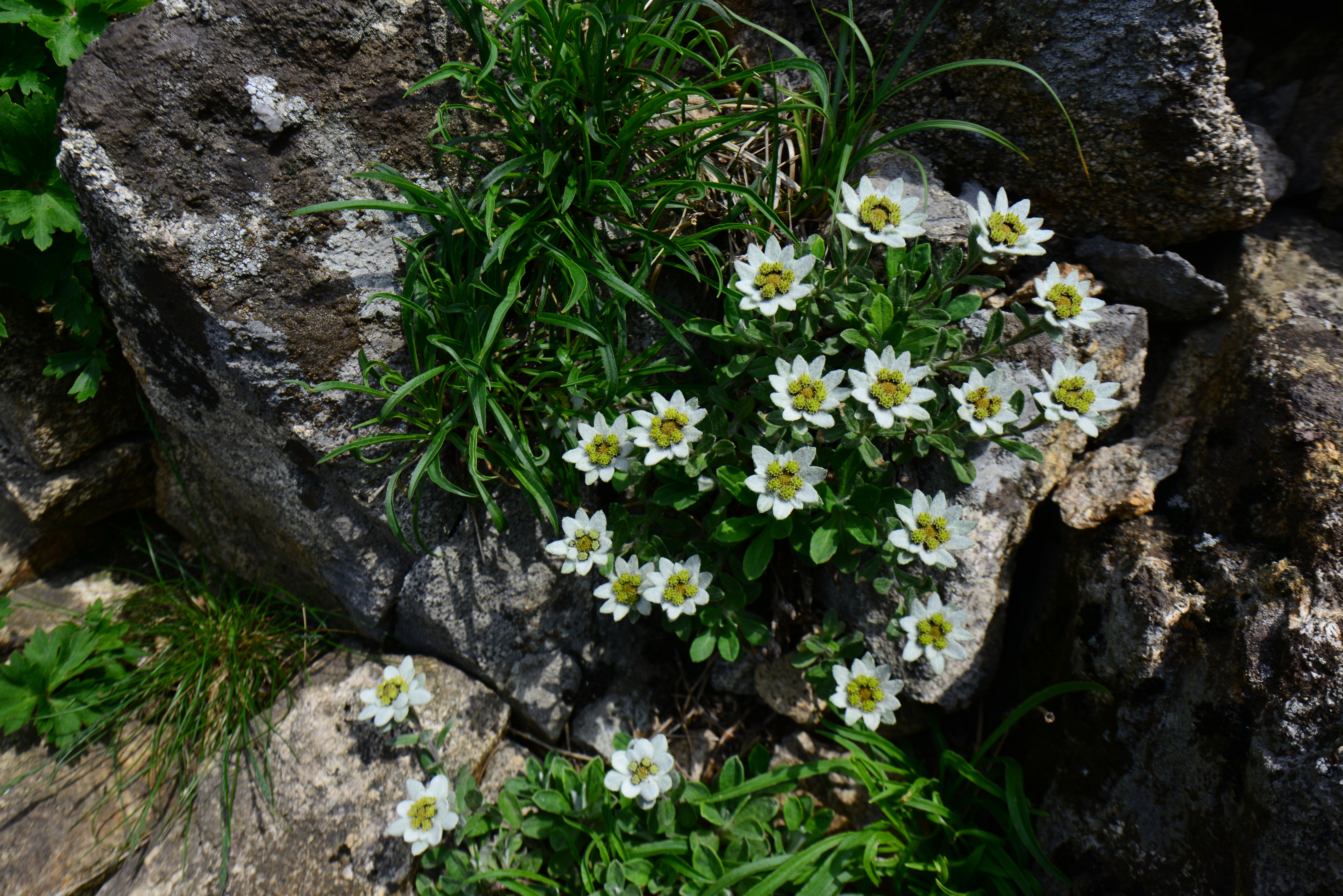 DSC_0707.JPG