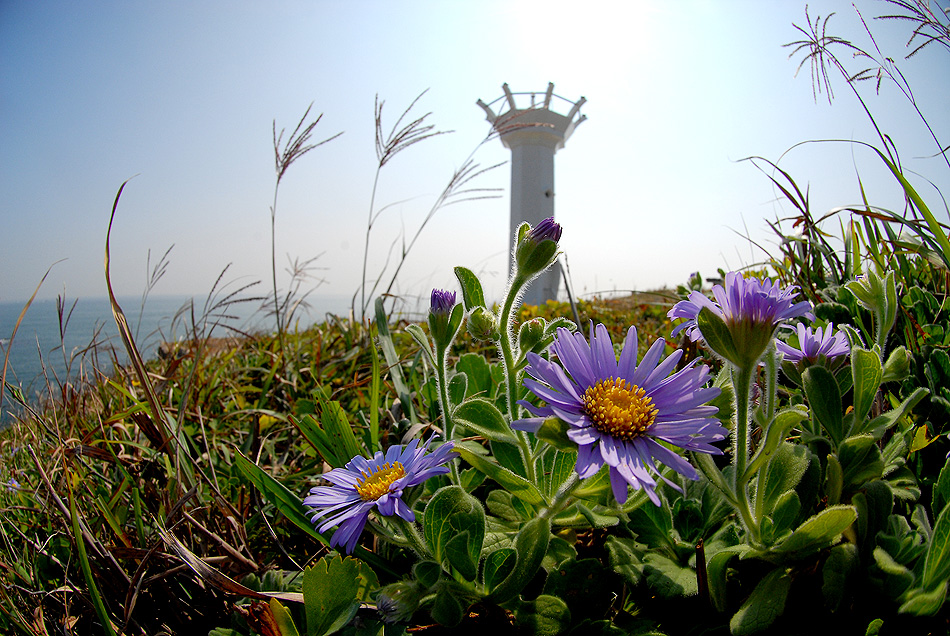 해국10.10.13 (10).jpg