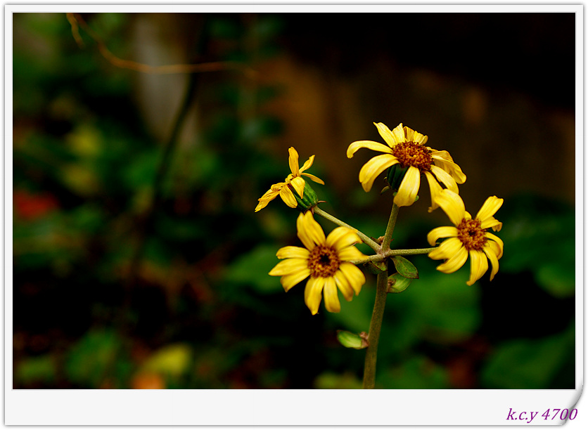 DSC_3106.jpg