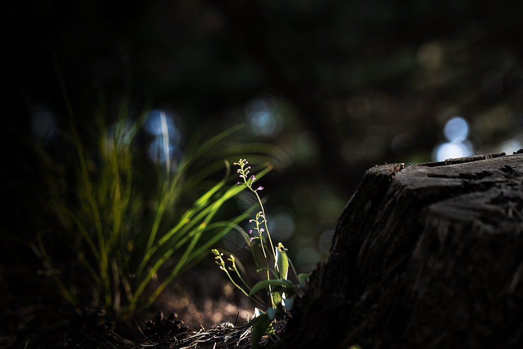 5A7A1436.psd-1.jpg