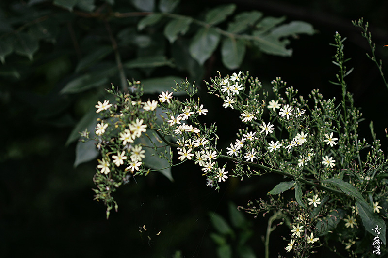 산씀바귀8320.jpg