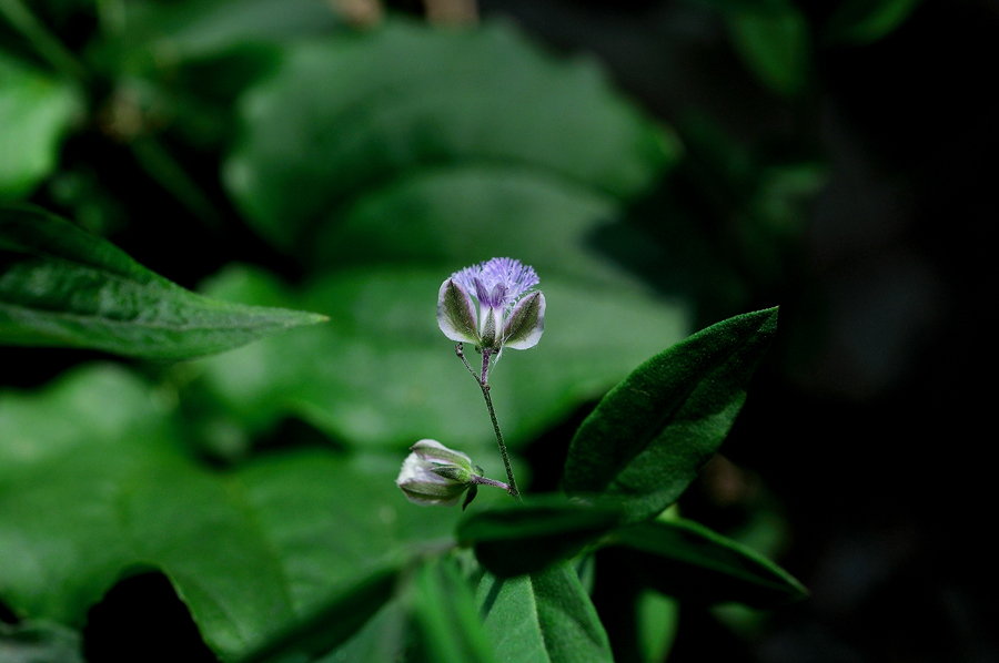 DSC_7108.jpg