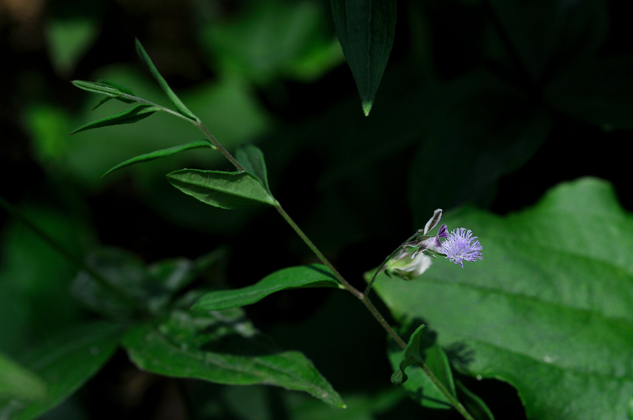DSC_7105.jpg