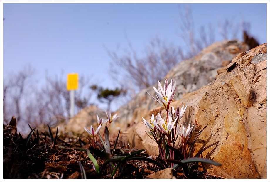 산자고35.JPG