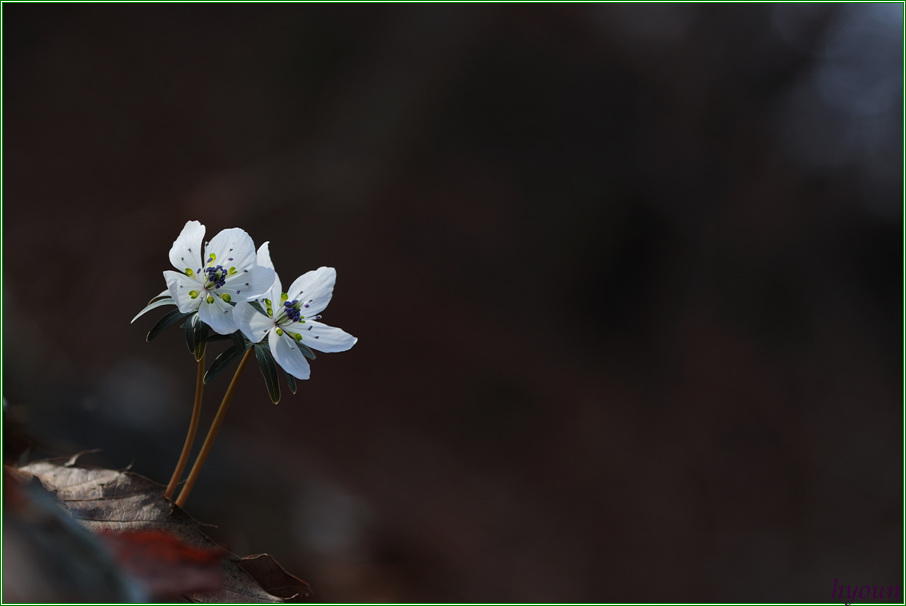 변산바람꽃_6755.jpg