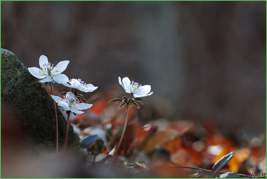 변산바람꽃_6734.jpg