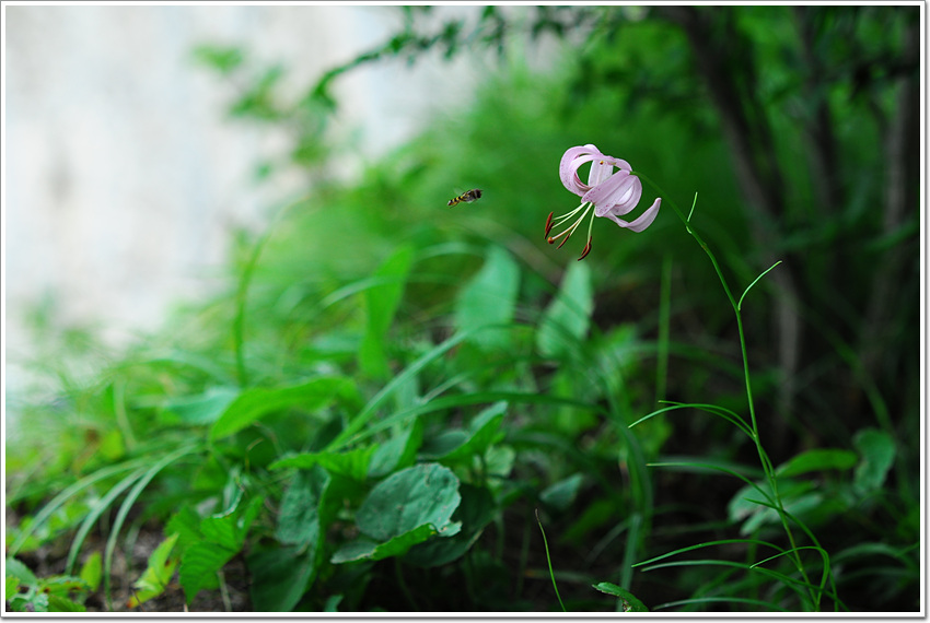 솔나리 085.jpg