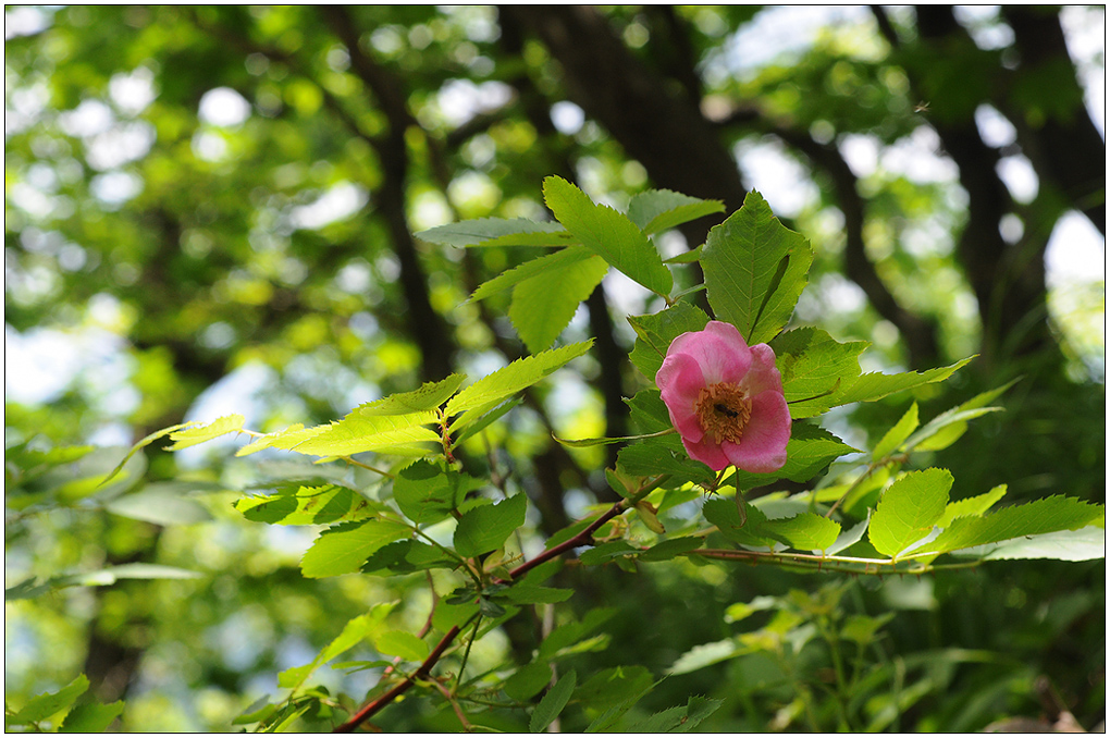 DSC_5677a.jpg