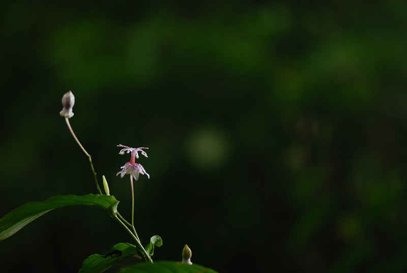 DSC_6422-1.jpg