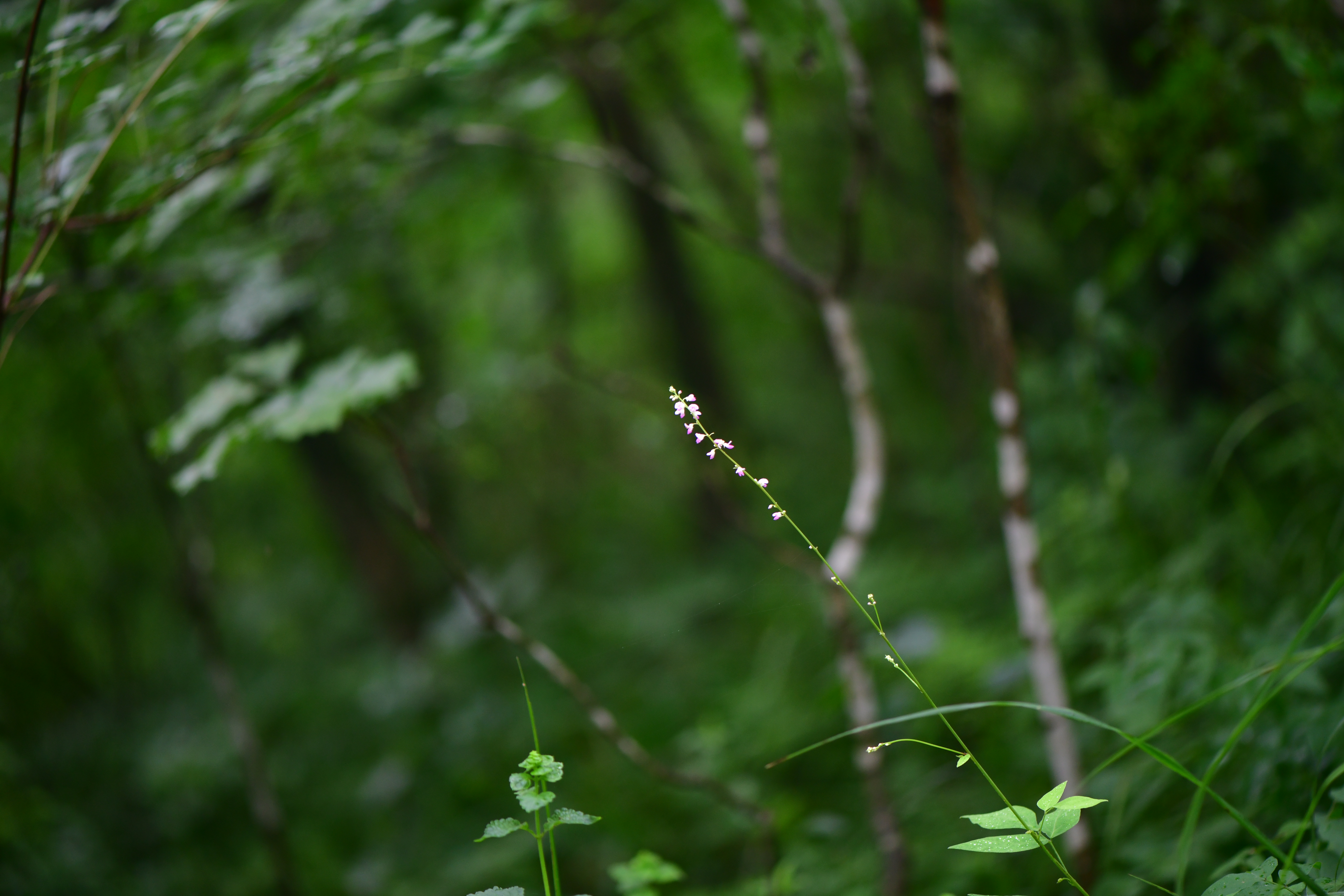 DSC_3791.JPG