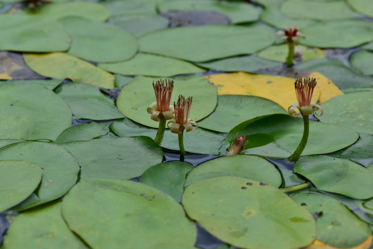 DSC_0797.JPG