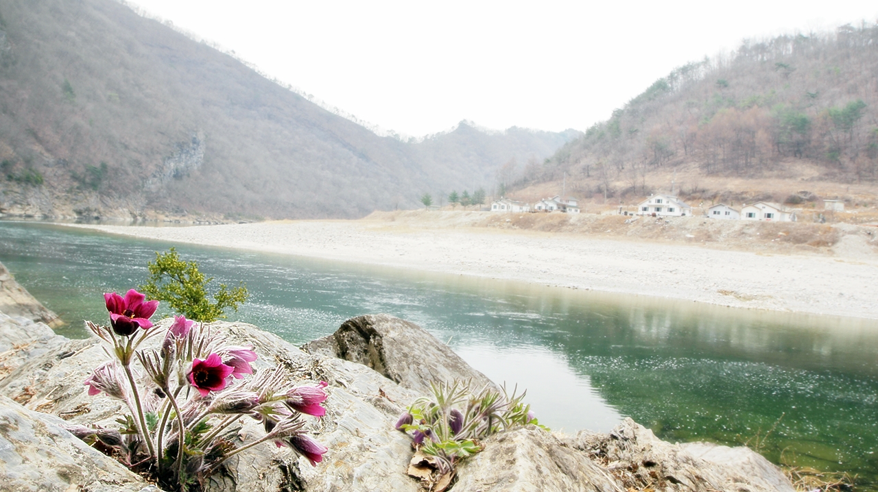 동강할미꽃.JPG