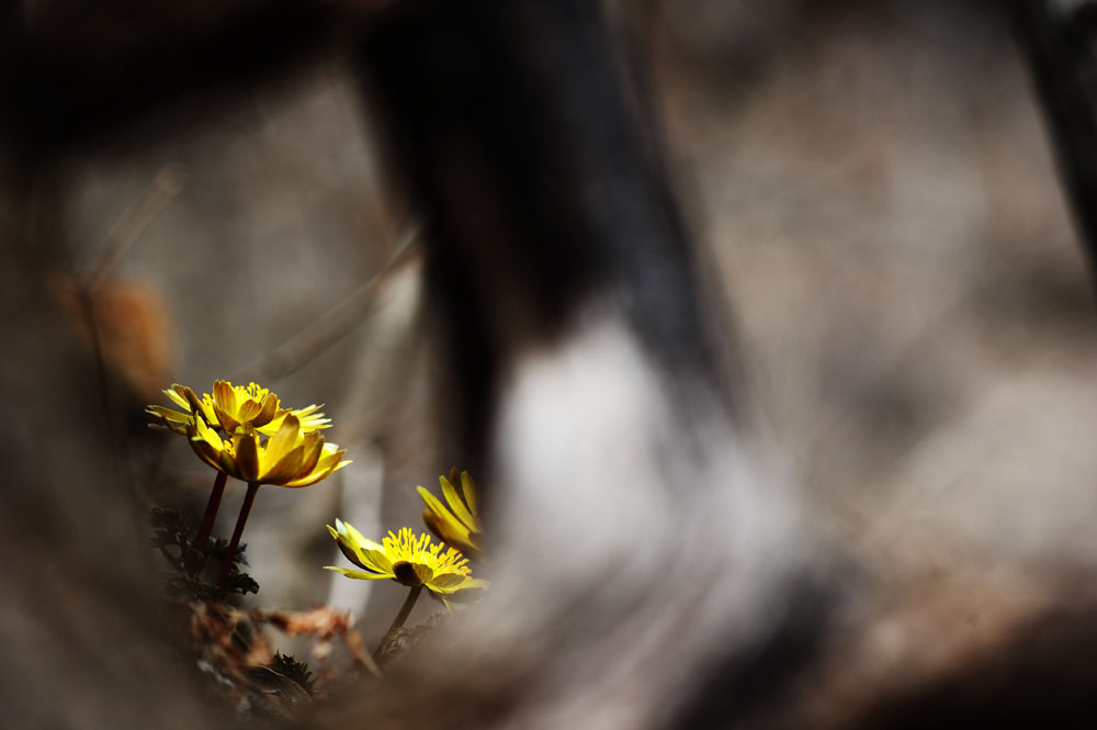 DSC_3714-1.jpg