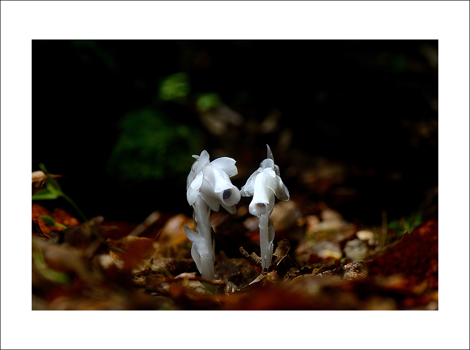 DSC_3625.jpg
