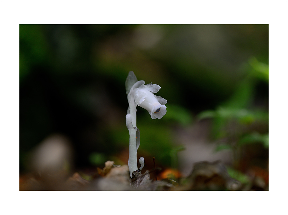 DSC_3603.jpg