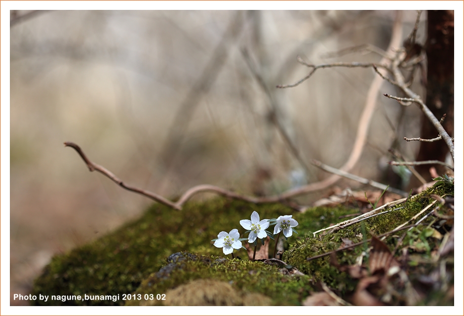 변산바람꽃30.JPG